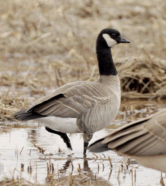 Canada geese can shop you eat zucchini