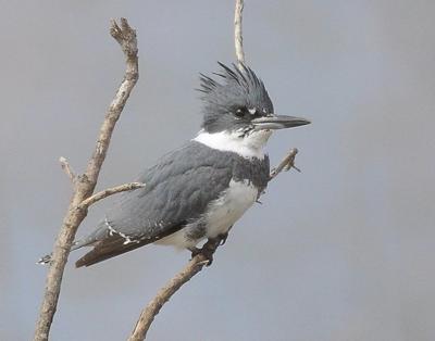 National Audubon Society - The Belted Kingfisher is one of the