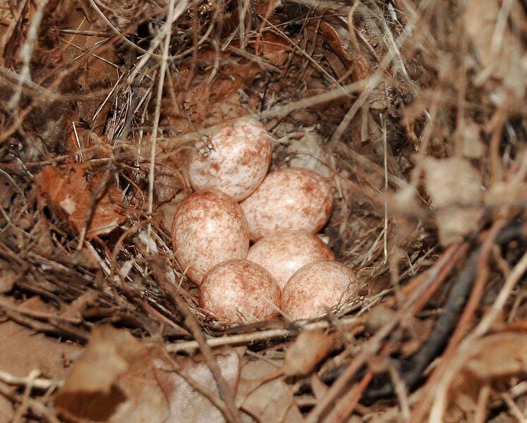 carolina wren nest eggs