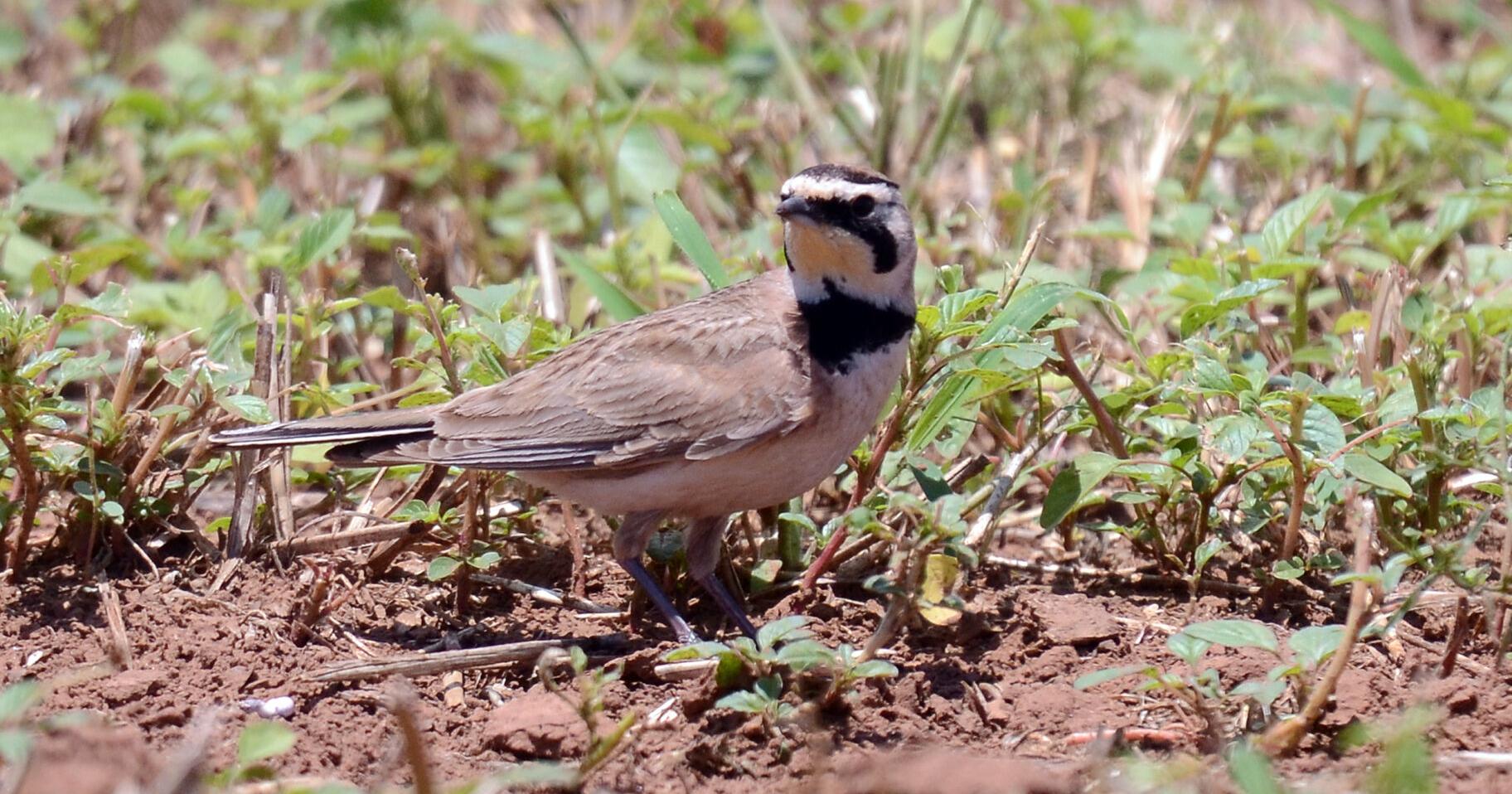 The horned lark - Vimarsana News
