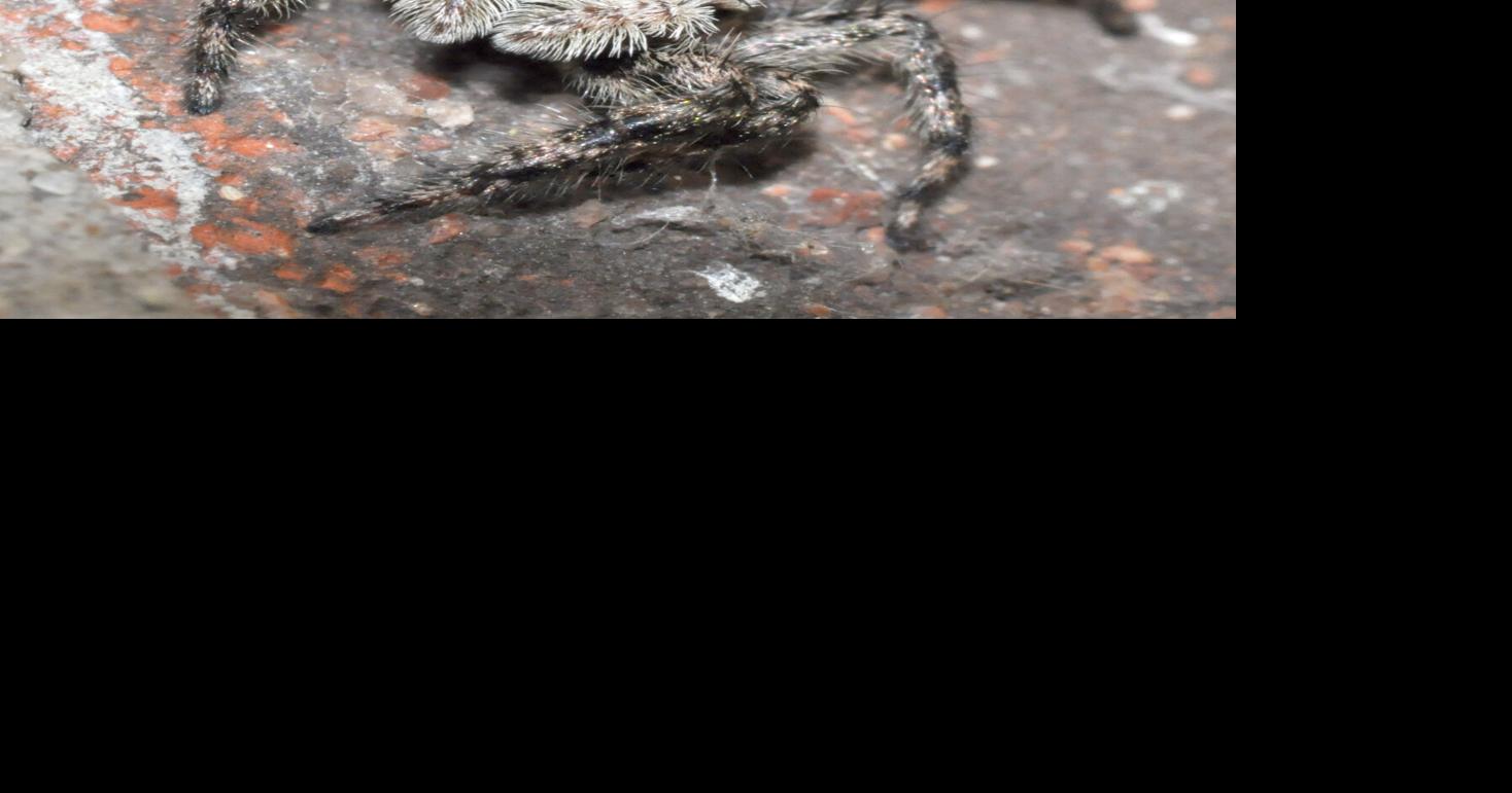 Tan jumping spider | Lifestyles | theadanews.com
