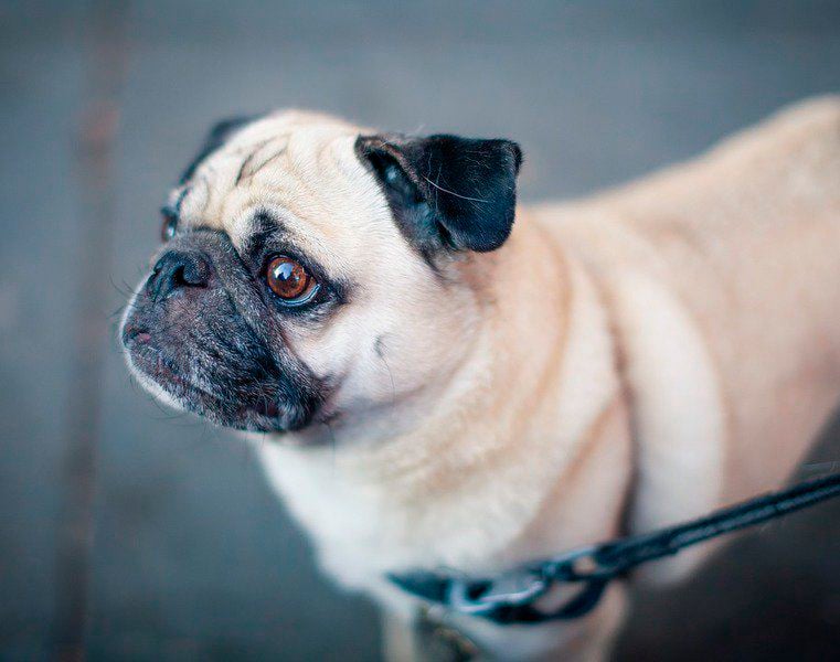 Pug cataracts hot sale