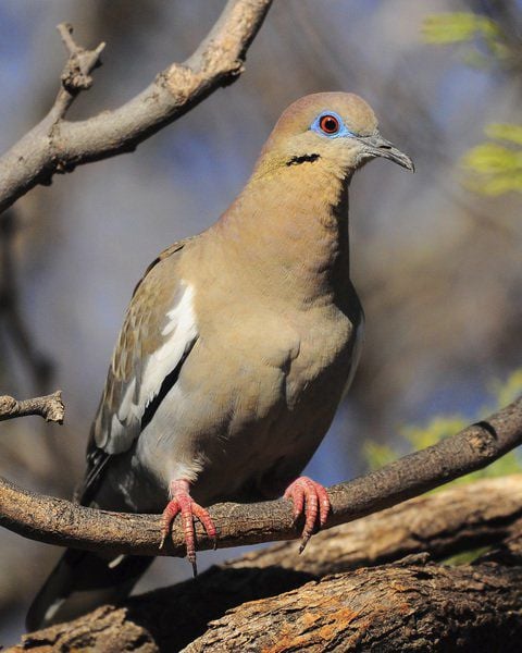 Randy S Natural World The White Winged Dove Lifestyles Theadanews Com