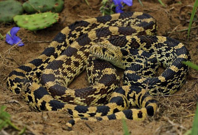 Introduction to the snakes of Oklahoma | Lifestyles | theadanews.com