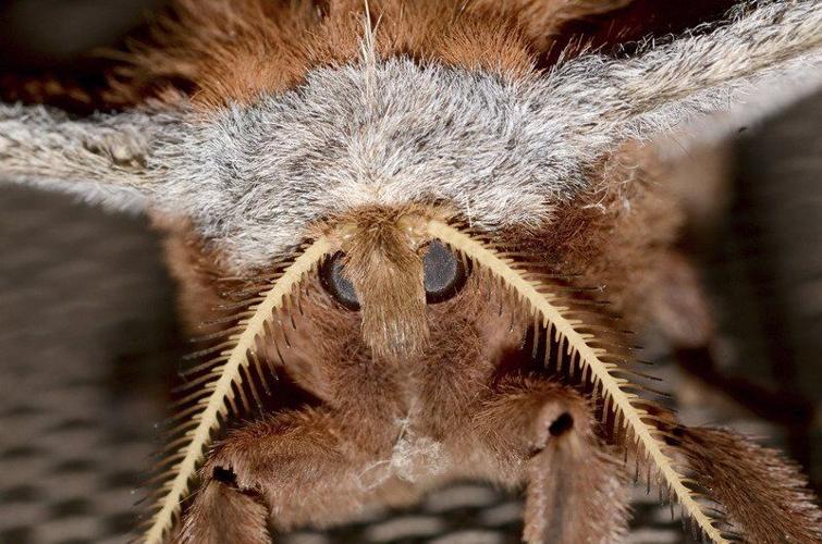 giant moth face