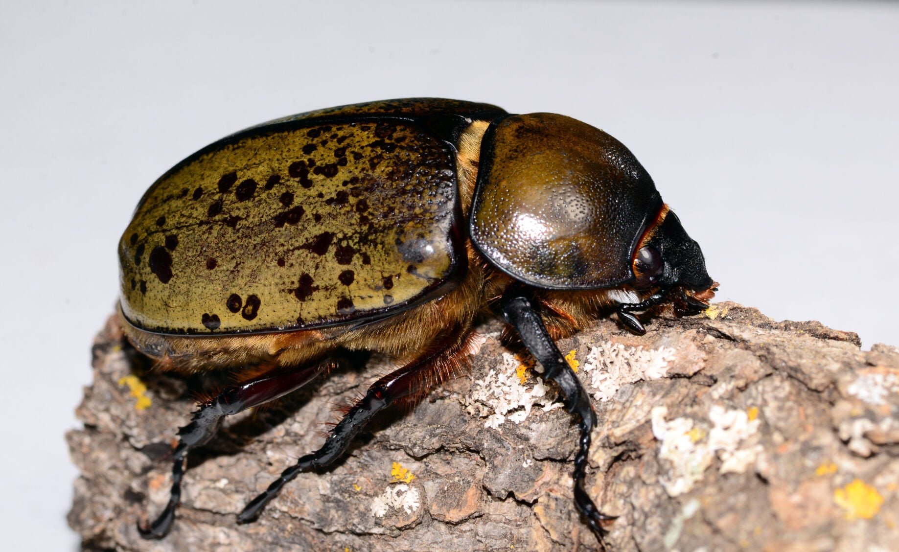Randy's Natural World: The eastern Hercules beetle | Opinion