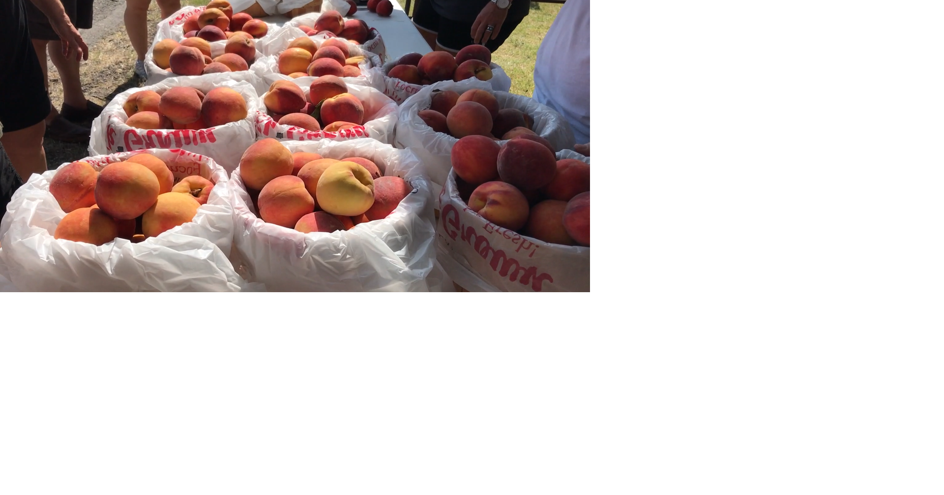 Stratford Peach Festival, July 2022 Multimedia