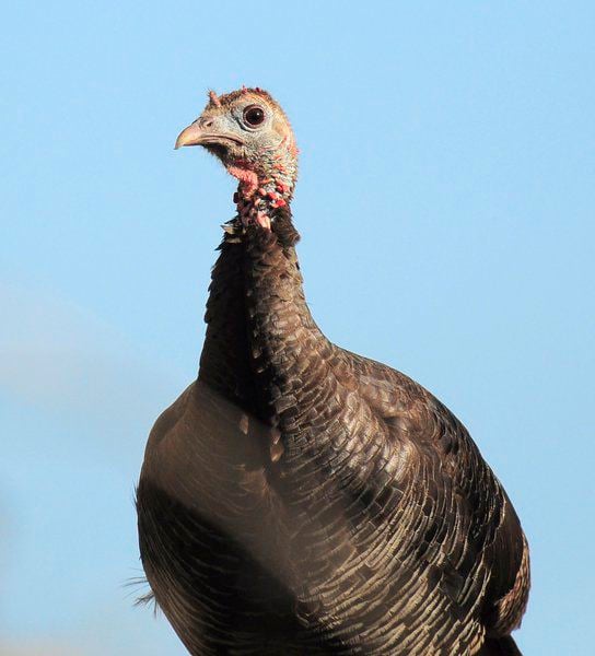 The Wild Turkey Is Intelligent And Entertaining Lifestyles Theadanews Com
