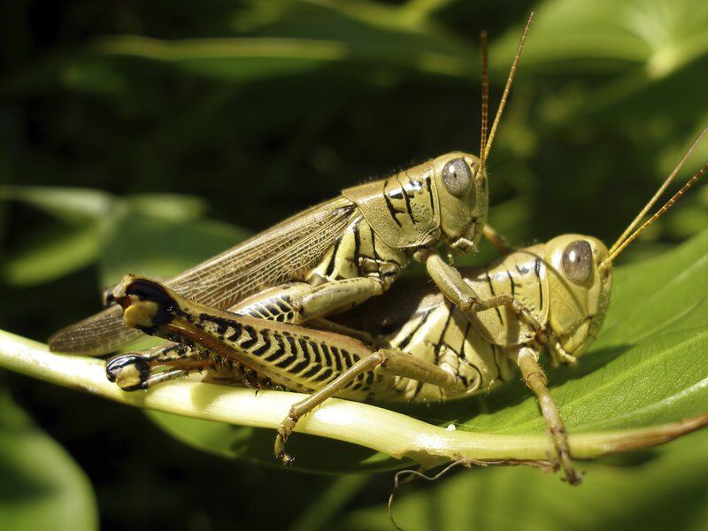 Getting a leg up on in the landscape Lifestyles