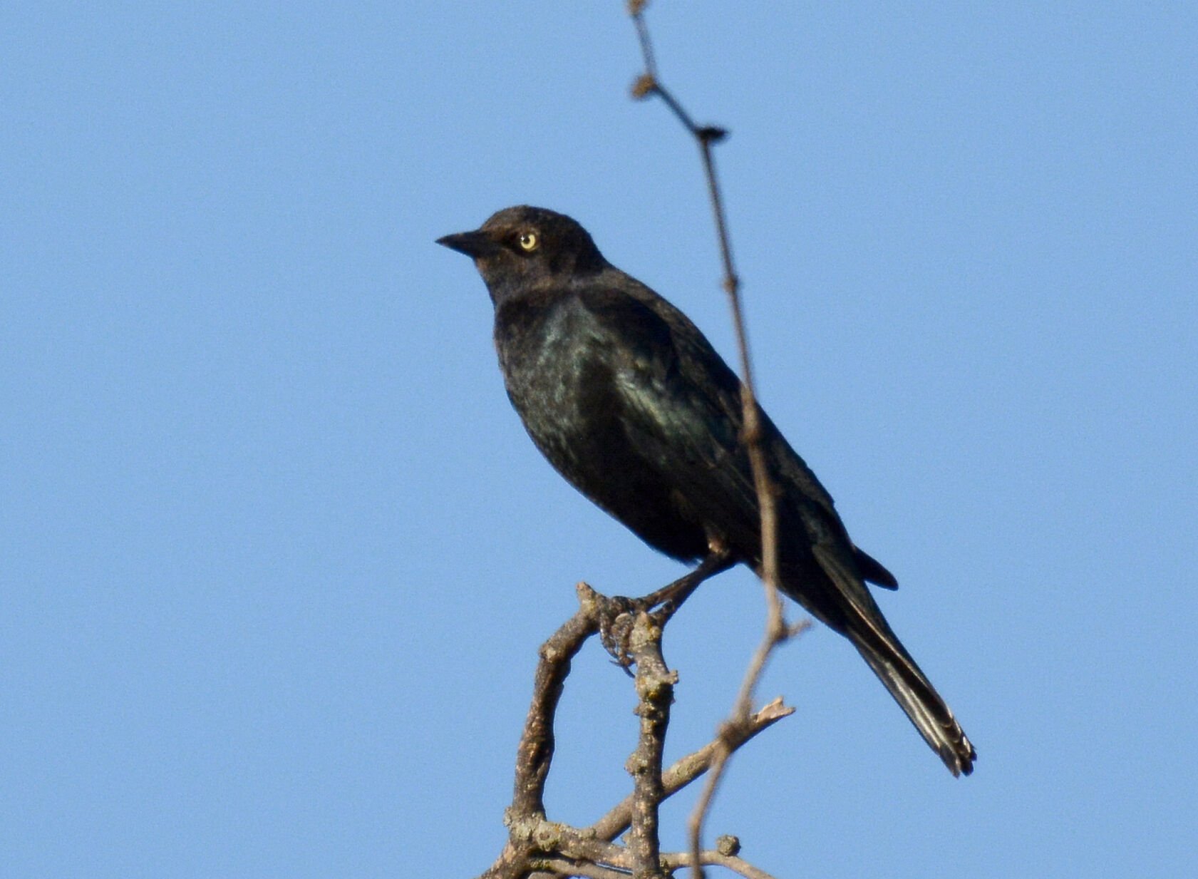 The Brewer's blackbird | Lifestyles | theadanews.com