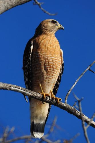 It's really more red-fronted | Lifestyles | theadanews.com