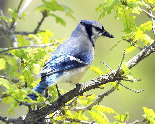 Iowa Department of Natural Resources - TRUE or FALSE: Blue jays get their  vibrant blue color from a diet of berries. FALSE. Some birds turn a certain  color because of what they