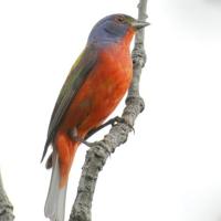 The painted bunting | Lifestyles