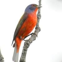 The painted bunting | Lifestyles The painted bunting | Lifestyles
