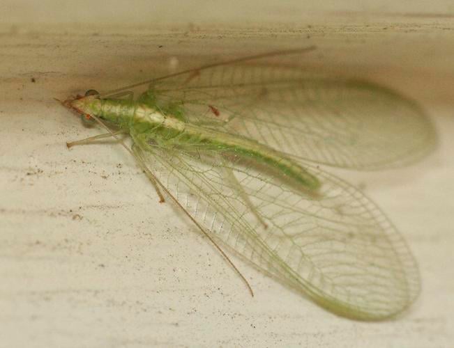 Lacewing - All You Need To Know - What's That Bug?