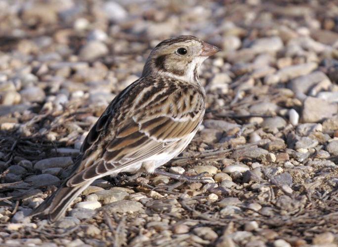 The Lapland longspur