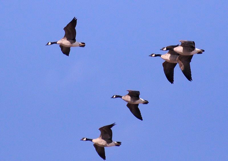 Canada geese can you eat outlet zucchini