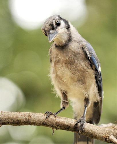 female bluejay - Google Search  Blue jay, Blue jay bird, Beautiful birds