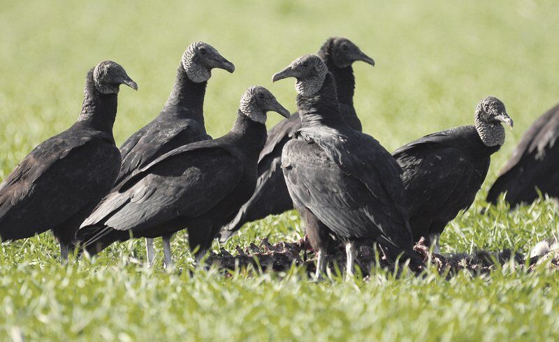 The trouble with Black Vultures, Lifestyles