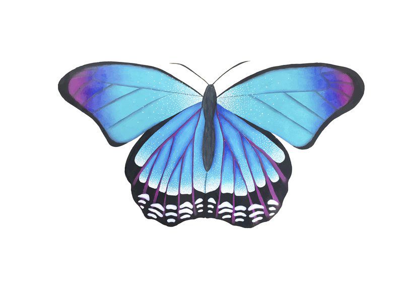 Chickasaw student's submission is selected Butterfly Art Contest winner Local News