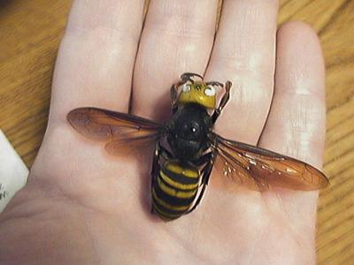 Things to know: OSU professor sheds light on 'murder hornets ...