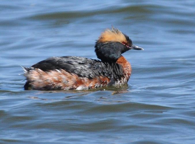 eared grebe winter