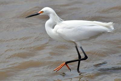 Great Egret On Prowl >> Randy S Natural World Local News Theadanews Com Great Egret On Prowl >> Randy S Natural World Local News Theadanews Com