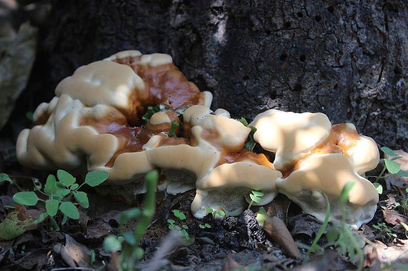 Why Is The Tip Of A Pp Mushroom Shaped