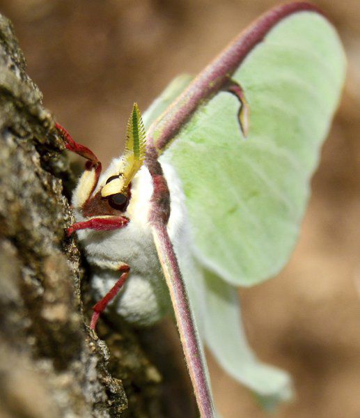 Randy S Natural World The Moon Moth Lifestyles Theadanews Com