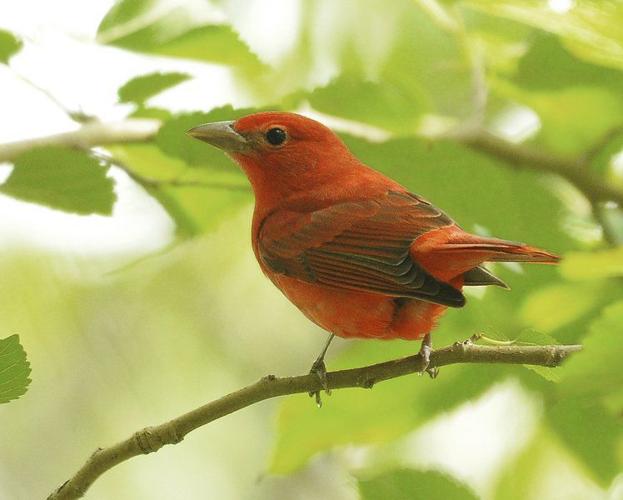 Randy's Natural World: the summer tanager | Lifestyles | theadanews.com