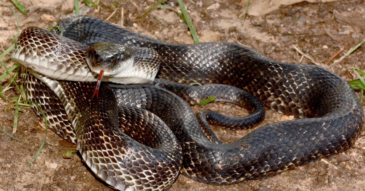Ra Snack Western rat snake | News | theadanews.com