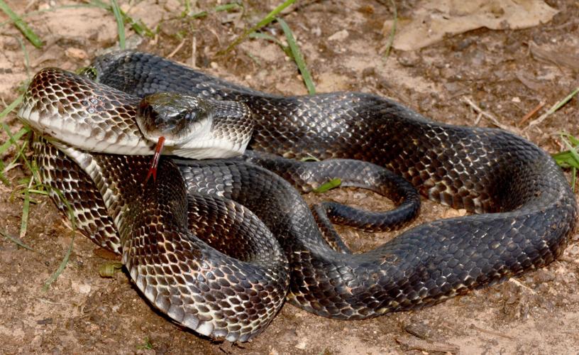 Photograph, Black Rat Snake Scales