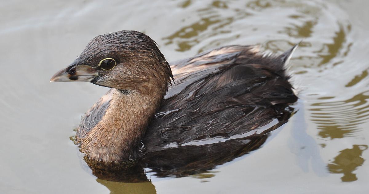 Vip Billed The pied-billed grebe | Lifestyles | theadanews.com