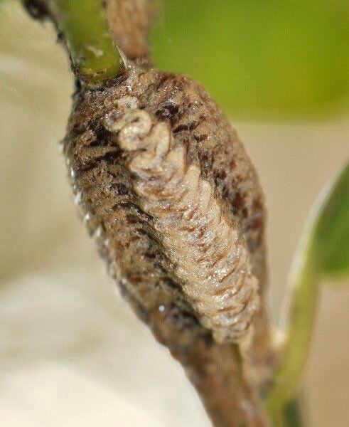 Live Praying Mantis For Garden Carolina Praying Mantis Egg Cases