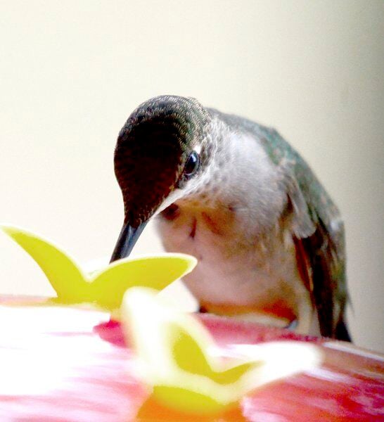 feeding hummingbirds in summer