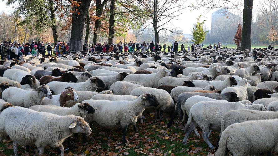 annual sheep crossing Germany