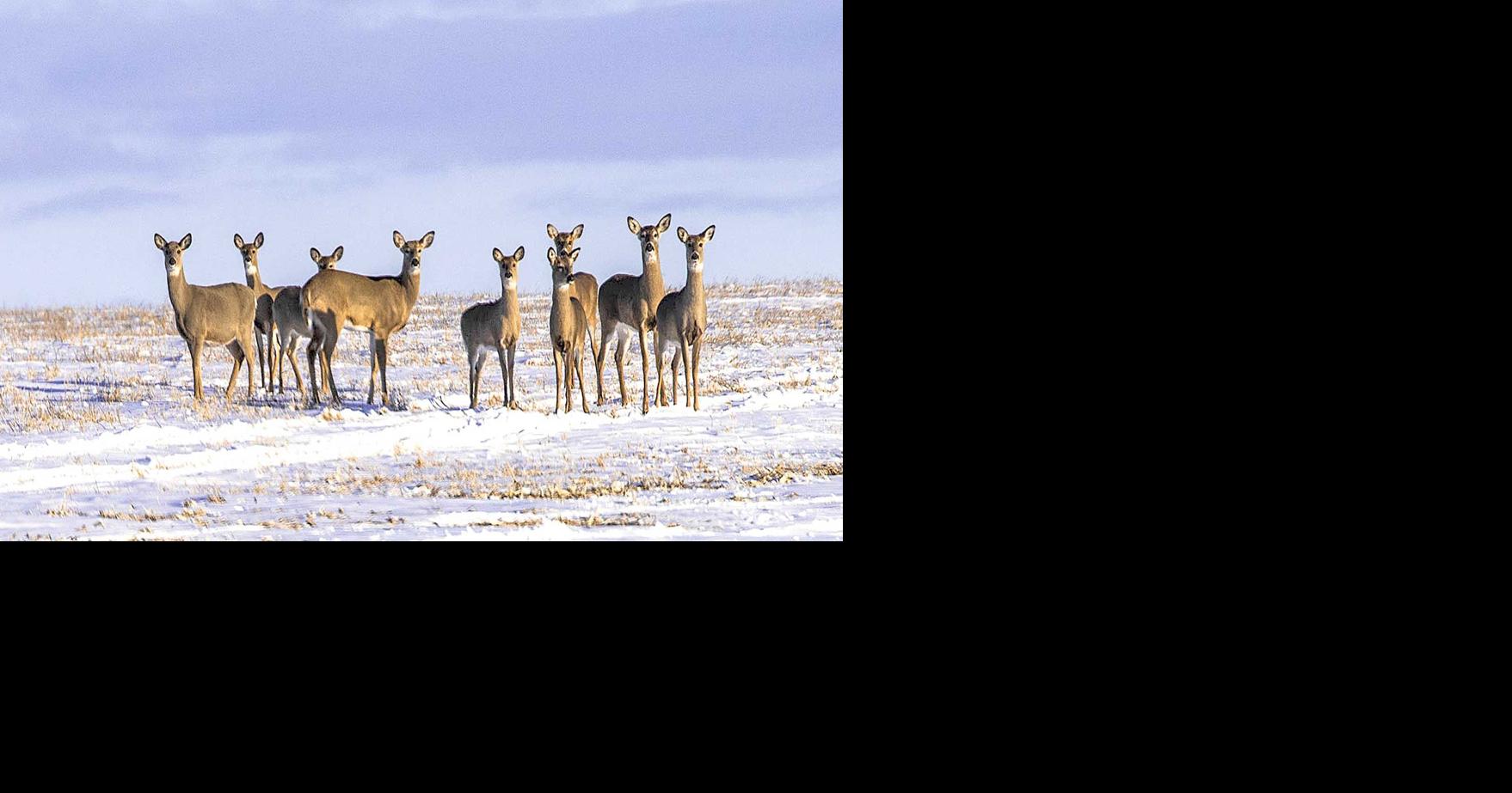 DNR reminds Polk county residents of deer baiting/feeding bans News