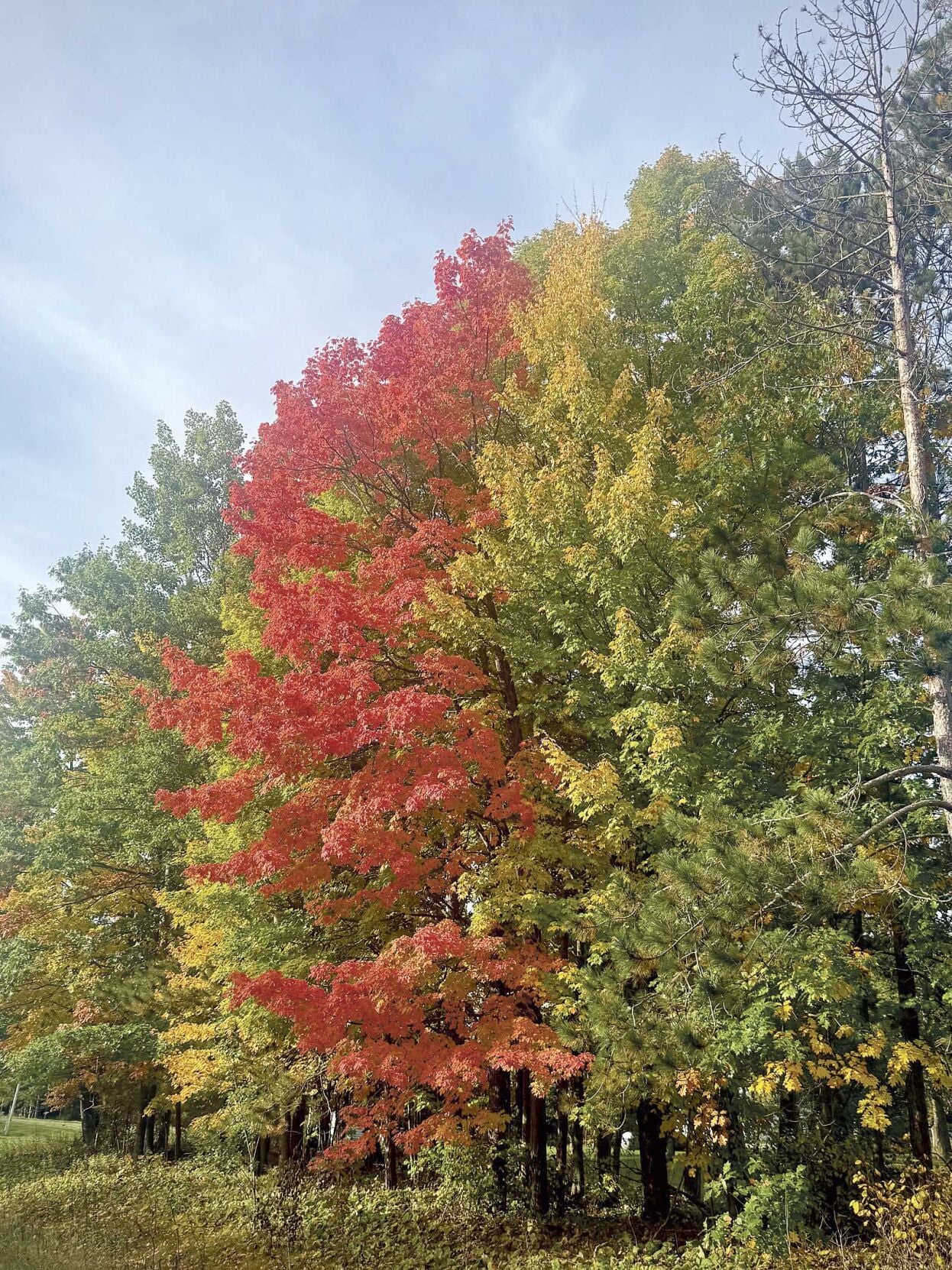 WI Yard & Garden: Mid-Fall gardening to-do list | Columns ...
