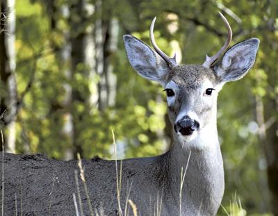 Preliminary deer hunt harvest numbers down