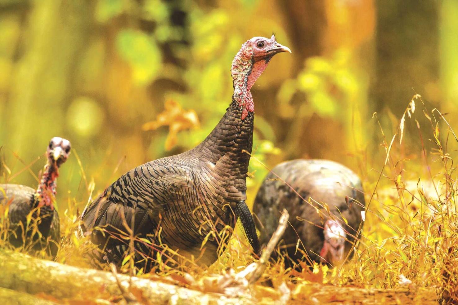 2021 Spring Turkey Season Opener April 21 News