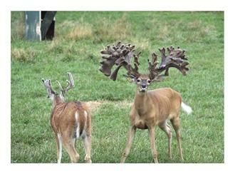 Dream Ranch News Thearabtribune Com