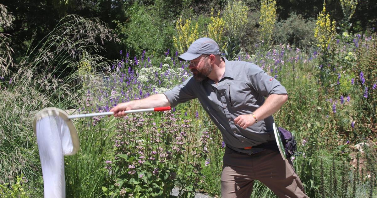 Pollinators Vip How to play a part in protecting pollinators around Denver | Archives ...