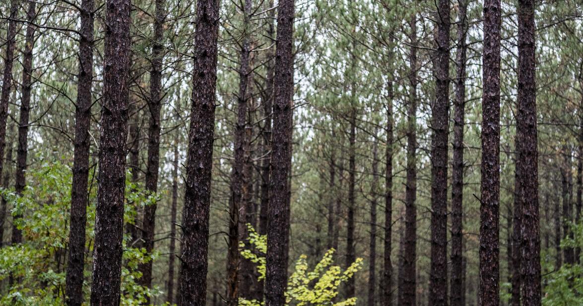 Minnesota foragers face another year without clear guidance Bob Timmons, The Minnesota Star Tribune May 21, 2026 1 hr ago