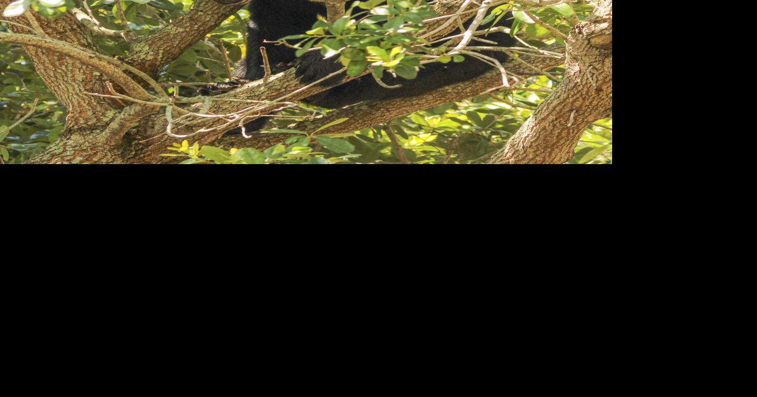 Just 52 bears killed in Florida hunt, state reports Skyler Swisher, Orlando Sentinel Dec 30, 2025 46 mins ago