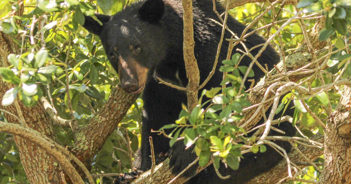 Just 52 bears killed in Florida hunt, state reports Skyler Swisher, Orlando Sentinel Dec 30, 2025 46 mins ago