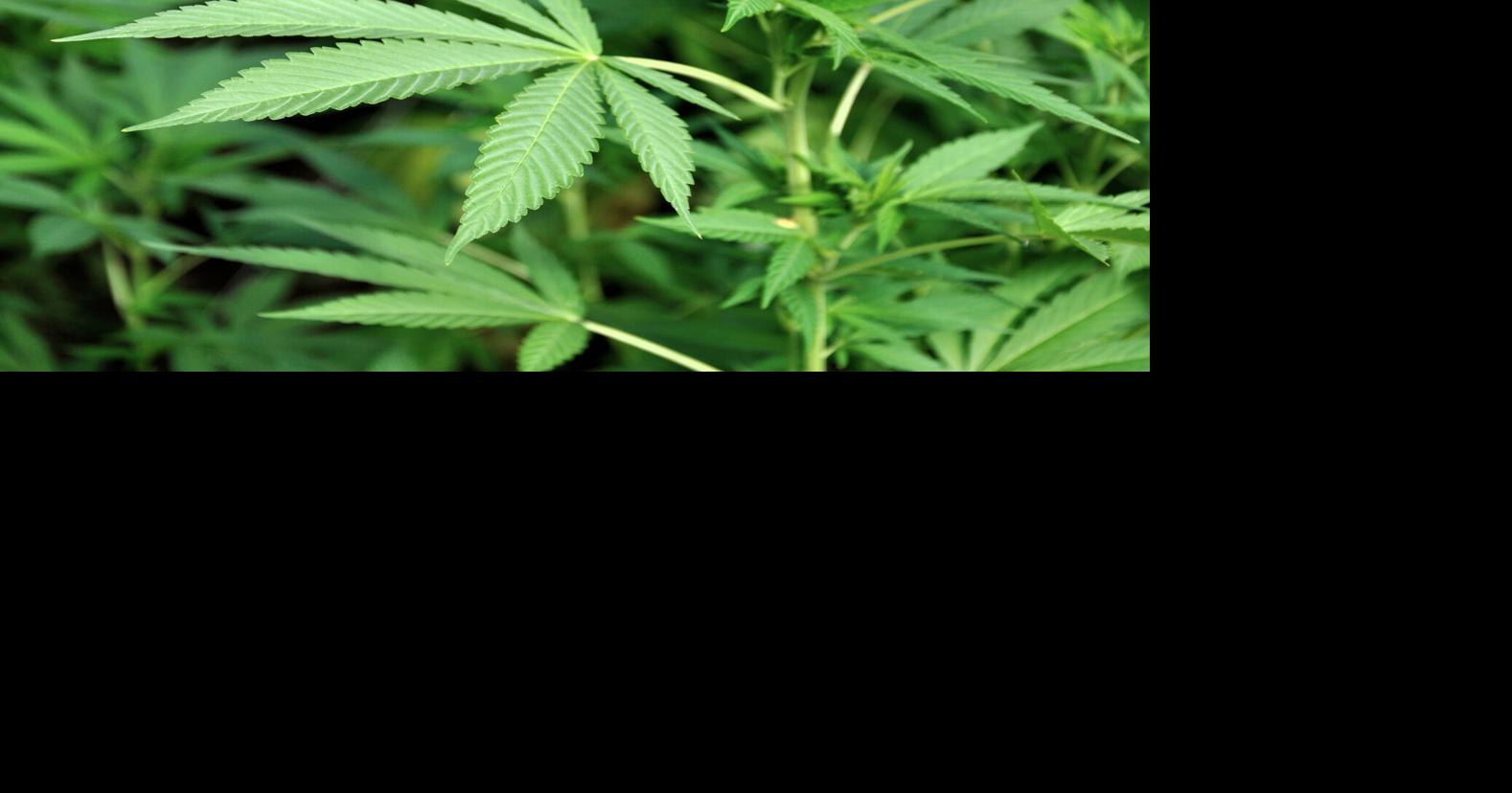 Could marijuana distribution in Virginia already be legal? Peter Dujardin and Kate Seltzer, The Virginian-Pilot Jul 7, 2026 1 hr ago