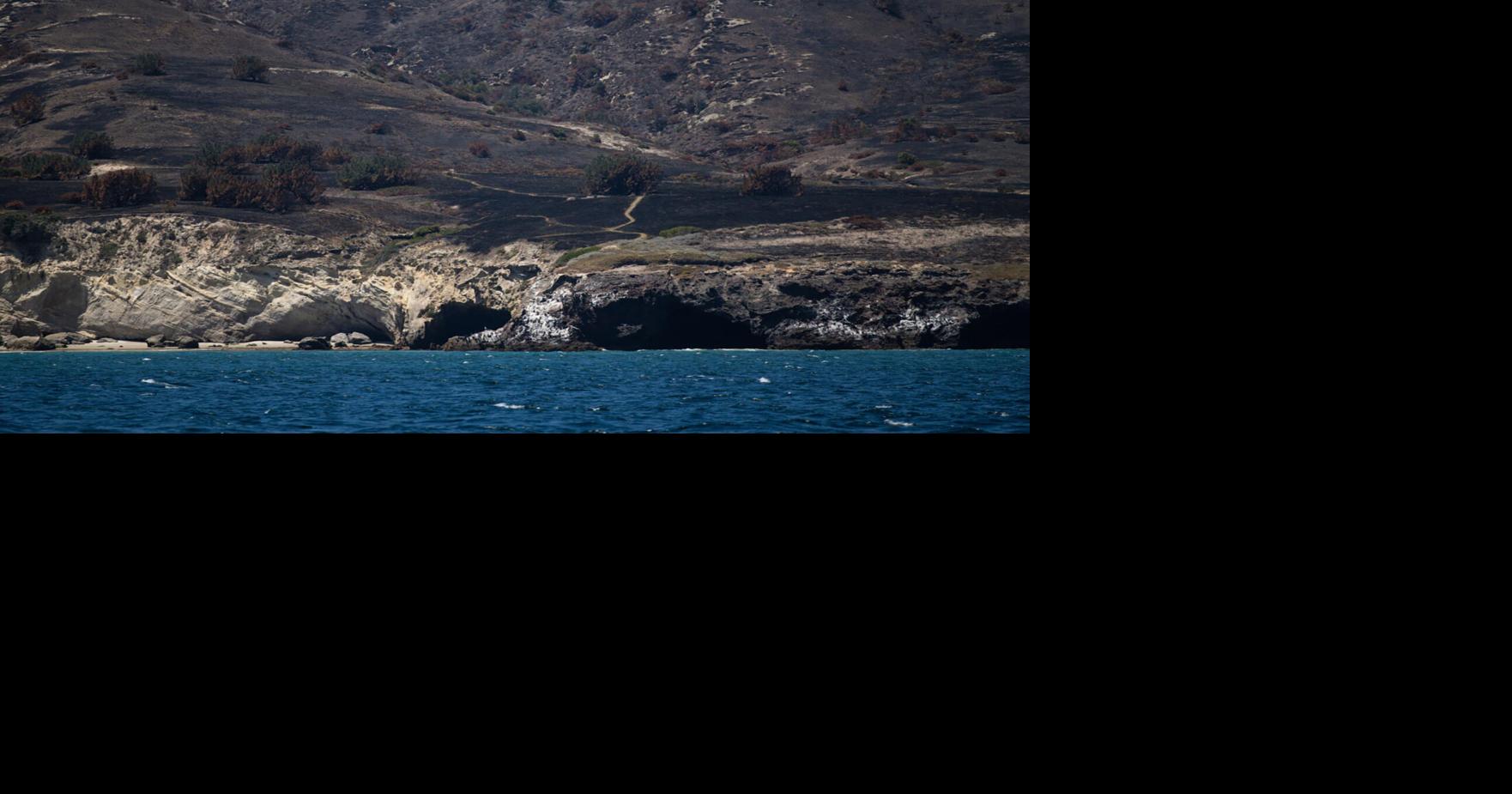 Rare Torrey pines faring worse than expected after Santa Rosa Island fire: ‘heartbreaking' Corinne Purtill, Los Angeles Times Sep 1, 2026 14 mins ago