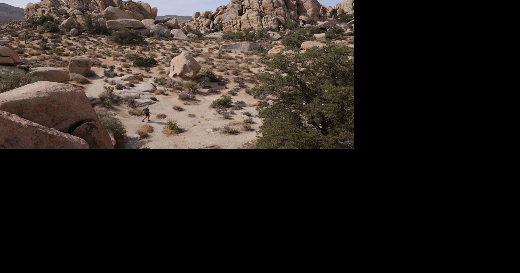 Joshua tree preservation projects scrapped after Trump administration blocks funding Alex Wigglesworth, Los Angeles Times Oct 2, 2026 38 mins ago