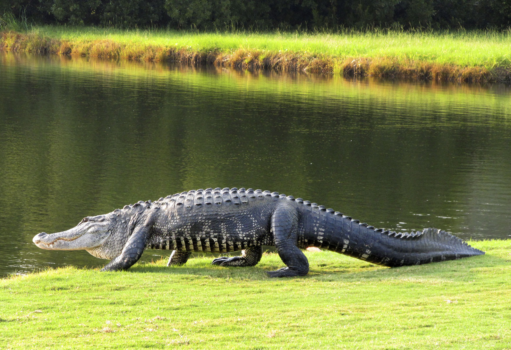 Listcrawler Long Island Alligator