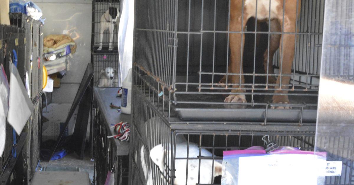 Glynn County Humane Society Brunswick Ga 81